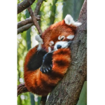 the cute red panda squad {READ DESC}