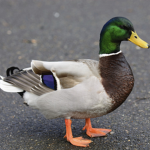 ThatDuckGames
