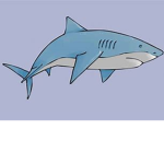shark grub