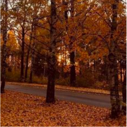 ⊹ ｡˚🍂 ˚｡⊹
