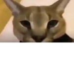 the cat yesssssss