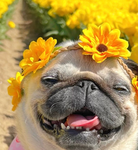 Amelia_pug_fan group!