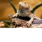 Team Reptiles