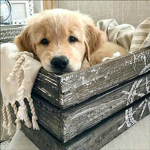 Puppy’s & Dogs