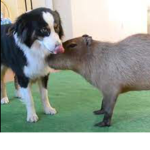 Capybaras and dogs Rock