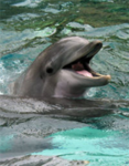 dolphins