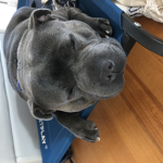 My dog is a god