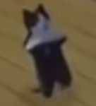 The Vengeance Guard