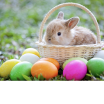 Sugar bunny squad