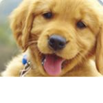 DOGS UNITED???