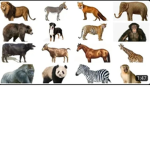 Gli animali <3