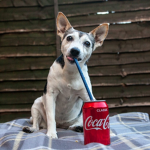 Dog drinkin coke squad