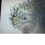 Porcupine, united