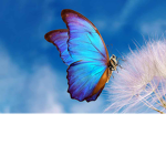 butterfly Creatures