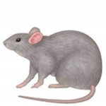Rat Man Reagan Fan Group