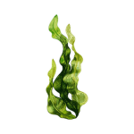 Alga sigmas