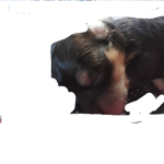 Lexi the puppy Clothing store