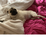 Pug-i- corn fan club