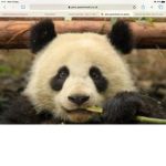 panda TV experience