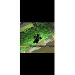 R tournaments