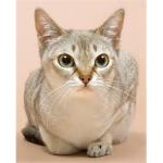 animal group (train to be a singapurra kitten)