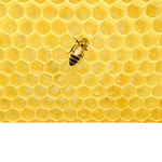The bee hive family