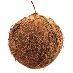 [🥥] Coconut Simulator