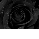 BlxckRxses Team