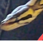 Snack the snake