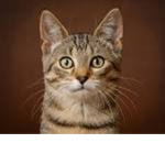 Group of warrior cats ultimate addition