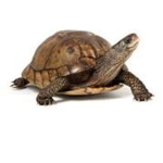 GROUP TURTLES