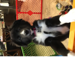 The Nibbler