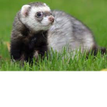 The sussy ferret fan club