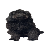Rareforge