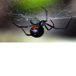 Black Widow Admin