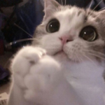 blepblopdedoop