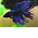 Battle fish