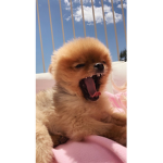 dogsrcuteoof