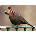 The HippoBird Fan Club