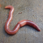 .Worm Cult.