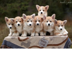Doggos the doge group