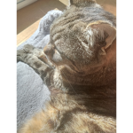 MiaouTeam