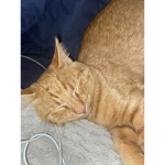 RIP GARFIELD 07/19/2021