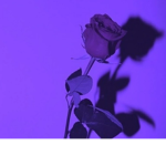Violet Rosess