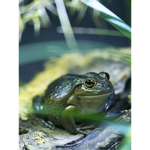 FroggyEmpire