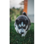 Puppy clans