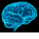 Big brain and brainless
