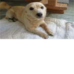 dog_team