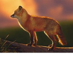 ApocaFox