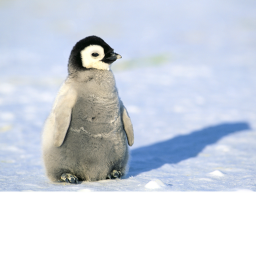 penguin land of penguins